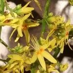 Koelreuteria paniculata Flower