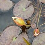 Nymphaea candida Flower