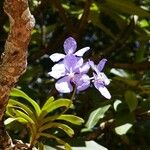 Vanda coerulea Virág