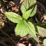 Urtica membranacea Levél