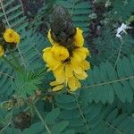 Senna didymobotrya Blüte
