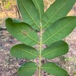 Jacaranda macrantha Fuelha