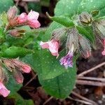 Pulmonaria officinalis Flor