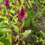 Celosia argenteaFlower