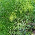 Peucedanum officinale Yaprak