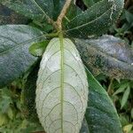 Claoxylon setosum Leaf