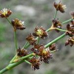 Juncus articulatus 花