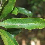 Nectandra turbacensis Hoja