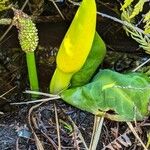 Lysichiton americanus Alia