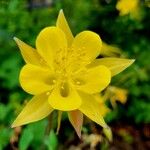 Aquilegia chrysantha Flor