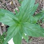 Talinum paniculatum Leaf