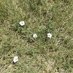 Convolvulus equitans Habit