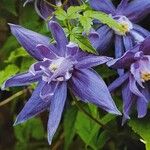 Clematis lanuginosa