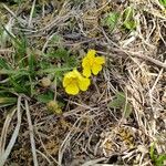 Potentilla heptaphylla L. Blomma