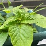 Amaranthus viridis Leaf