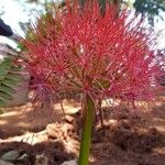 Scadoxus multiflorusÕis