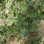 Quercus ilex Blad