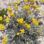 Jacobaea maritima Hábito