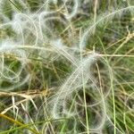 Stipa pennata 果