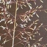 Sporobolus festivus Flower