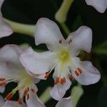 Rhododendron macgregoriae Bloem