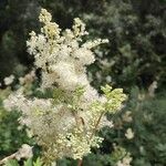 Filipendula ulmariaFlower