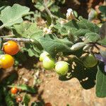 Solanum trilobatum 形态