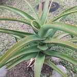 Aloe vaombe Deilen