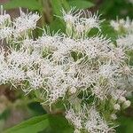 Eupatorium perfoliatum Flower