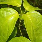 Anemopaegma orbiculatum Leaf