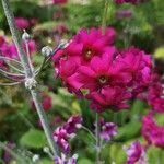 Primula rosea Blüte