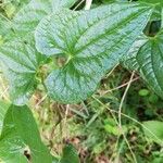 Dioscorea communis Blad