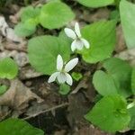 Viola blanda Blomma