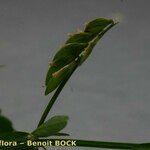 Vicia loiseleurii Fruit