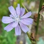 Cichorium endiviaŽiedas