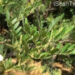 Virgilia oroboides Leaf
