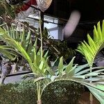 Adonidia merrillii पत्ता
