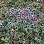 Cyclamen coum 整株植物