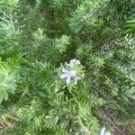Westringia fruticosa Blüte
