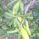 Pittosporum heterophyllum Leaf