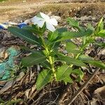 Catharanthus roseusLeaf