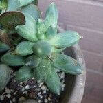 Pachyphytum compactum Liść