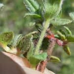 Helianthemum oelandicum Blad