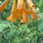 Lonicera ciliosa Flower