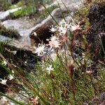 Juncus thomsonii Агульны выгляд