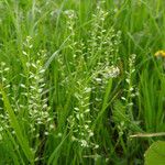 Lepidium nitidum Celota