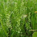 Lepidium nitidum Habitat