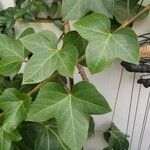 Hedera hibernica पत्ता