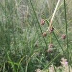 Scirpoides holoschoenus Fruto