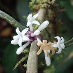 Craterispermum rumpianum Flor